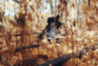 Billy Woods – Golliwog
