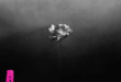 Little Simz – Lotus