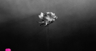 Little Simz - Lotus