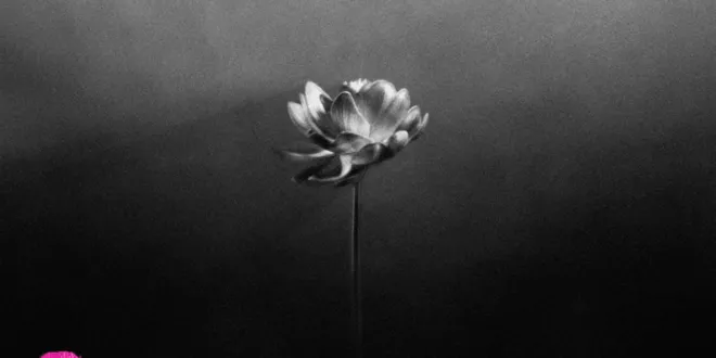 Little Simz - Lotus
